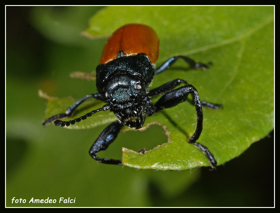 Considerevole  presenza di Labidostomis taxicornis